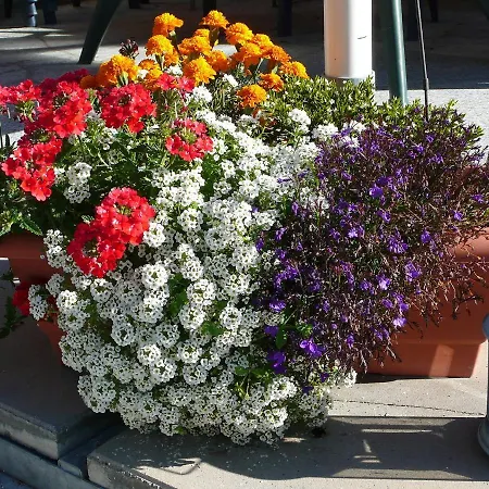 Amici-1 By Interhome Appartement *